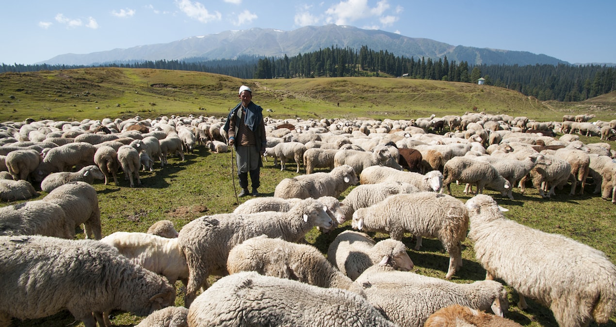 Çoban sorunu nasıl çözülecek? Sektörden çözüm önerisi